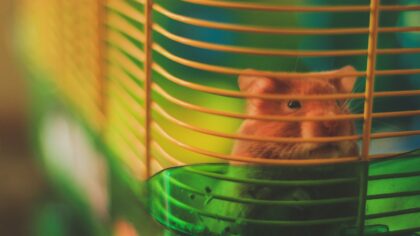 Sommer med hamster: enkel guide til varme, frisk luft og hverdag uten overoppheting