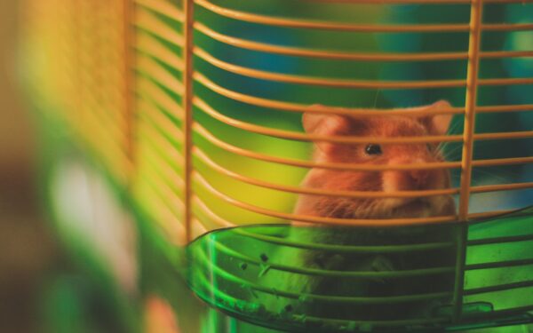 Sommer med hamster: enkel guide til varme, frisk luft og hverdag uten overoppheting