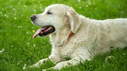 Sommer med hund: slik beskytter du hunden mot varme uten å stoppe gleden