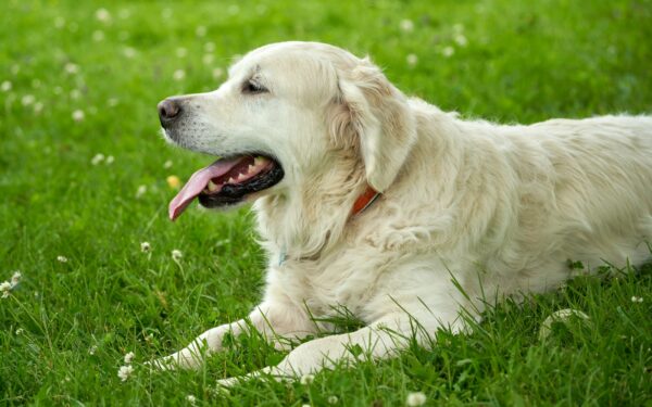Sommer med hund: slik beskytter du hunden mot varme uten å stoppe gleden