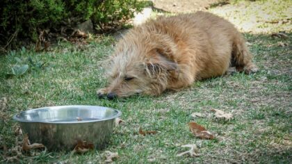 Sommer med hund: slik unngår du heteslag og farlige varmefeller