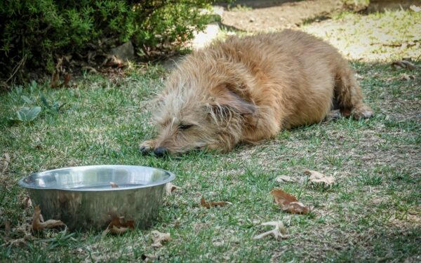Sommer med hund: slik unngår du heteslag og farlige varmefeller