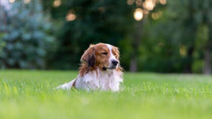 Sommer og hund: slik gjør du varme dager tryggere og mer behagelige
