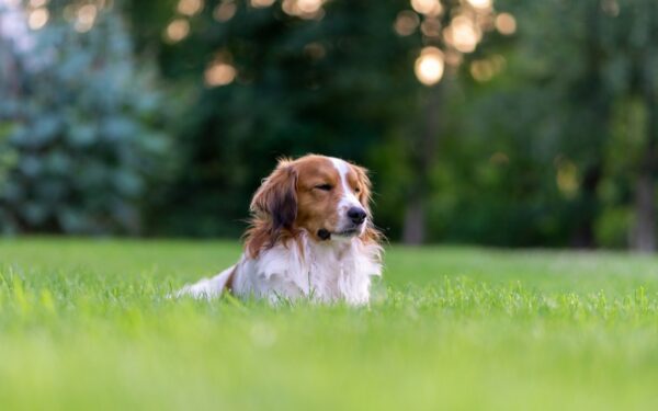 Sommer og hund: slik gjør du varme dager tryggere og mer behagelige