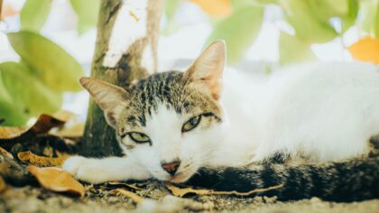 Sommer og katt: trygg temperatur, solbeskyttelse og kjølig hverdag