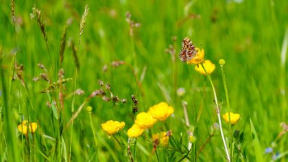 Sommerfugler i norsk natur: slik legger du merke til dem og tar vare på leveområdene