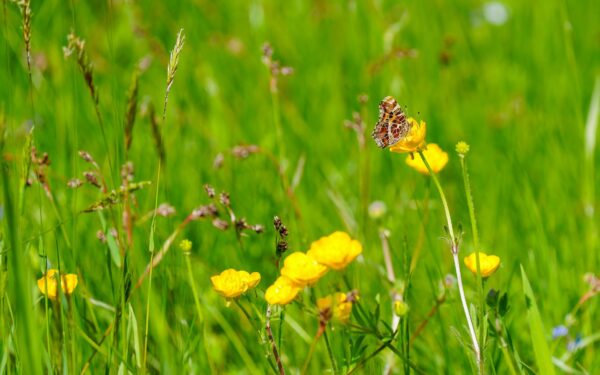 Sommerfugler i norsk natur: slik legger du merke til dem og tar vare på leveområdene
