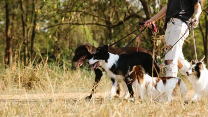 Sunn vekt for hunden din: slik forebygger du overvekt uten strenge dietter
