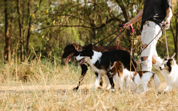 Sunn vekt for hunden din: slik forebygger du overvekt uten strenge dietter