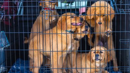 Trygg bilkjøring med hund: slik sikrer du hunden og bilen på hver tur