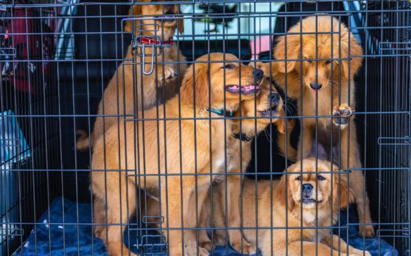 Trygg bilkjøring med hund: slik sikrer du hunden og bilen på hver tur
