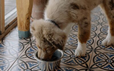Trygg fôrbytte for hunden din: slik går du fram uten magekaos