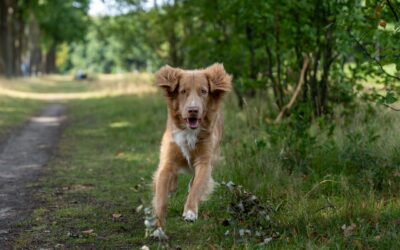 Tur med løs hund: gode vaner som gir frihet uten kaos
