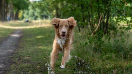 Tur med løs hund: gode vaner som gir frihet uten kaos