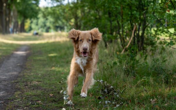 Tur med løs hund: gode vaner som gir frihet uten kaos