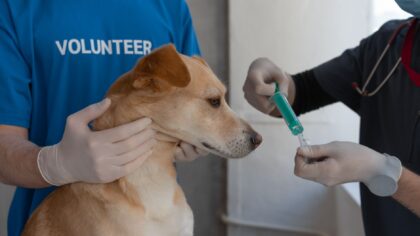 Vaksiner til katt og hund: hva, når og hvorfor det betyr noe for kjæledyrets helse