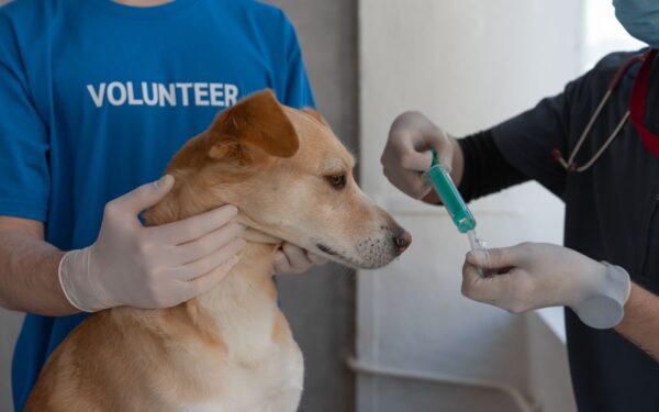 Vaksiner til katt og hund: hva, når og hvorfor det betyr noe for kjæledyrets helse