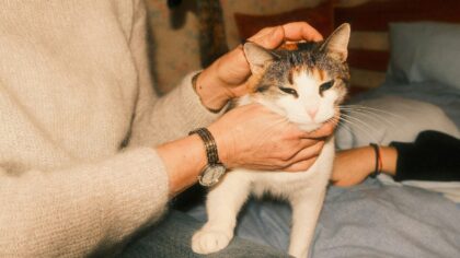 Vektkontroll hos hund og katt: slik ser du om kjæledyret ditt er i sunn form