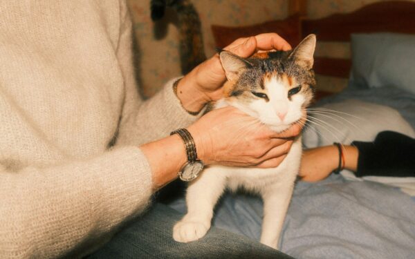 Vektkontroll hos hund og katt: slik ser du om kjæledyret ditt er i sunn form