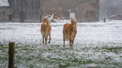 Vinter med hest i Norge: praktisk guide til god helse, fôring og aktivitet